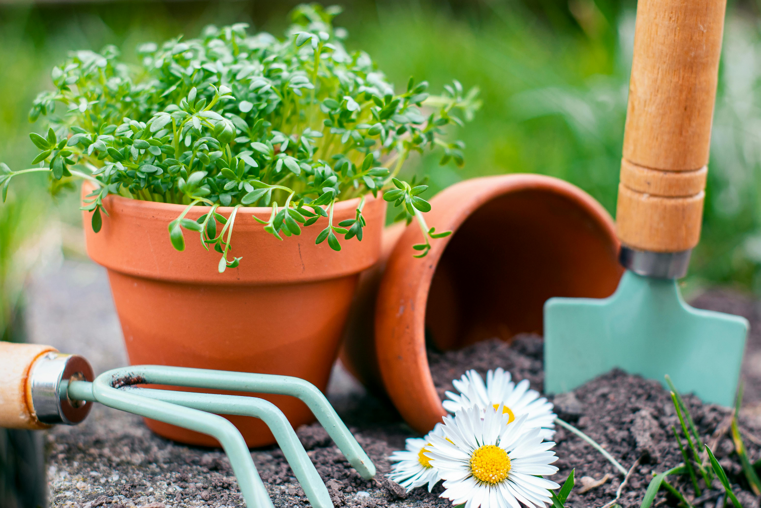 Home & Garden